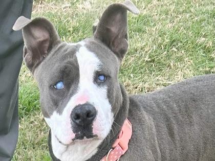 Maud, adopted, Adult Female Mixed Breed.