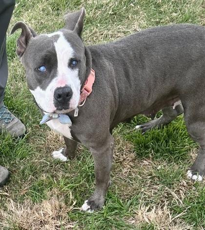 Enlarge Maud, an adopted Mixed Breed in Georgetown, TX image 3/3