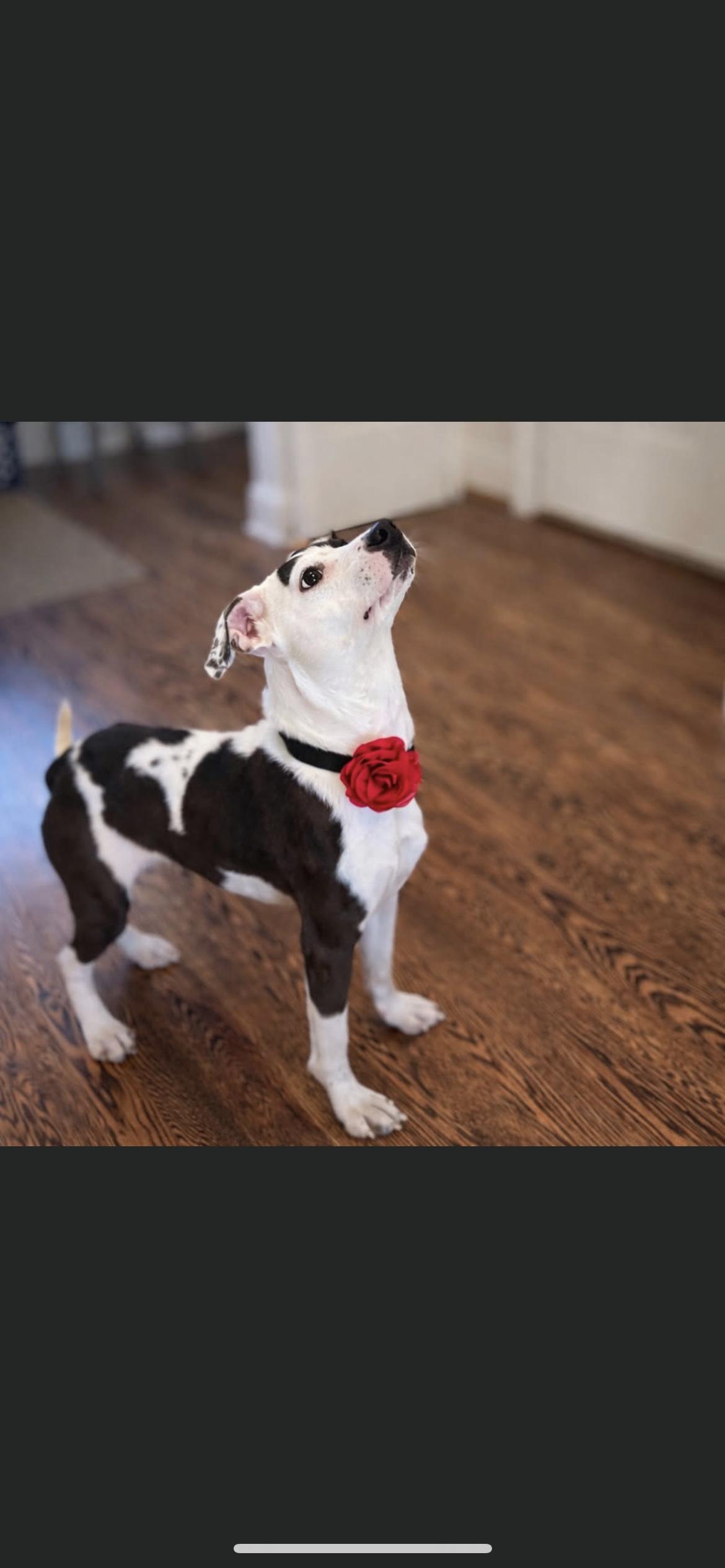 Enlarge POPPY, a ADOPTABLE mixed breed in Branford, CT image 1/1