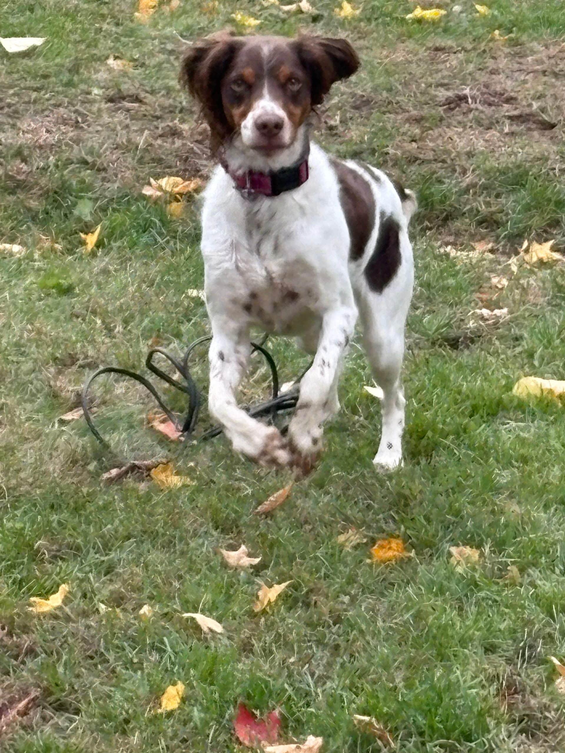 Enlarge MAIZE - 20042472 - MI, a Adopted Brittany Spaniel in Sugar Grove, IL image 1/3