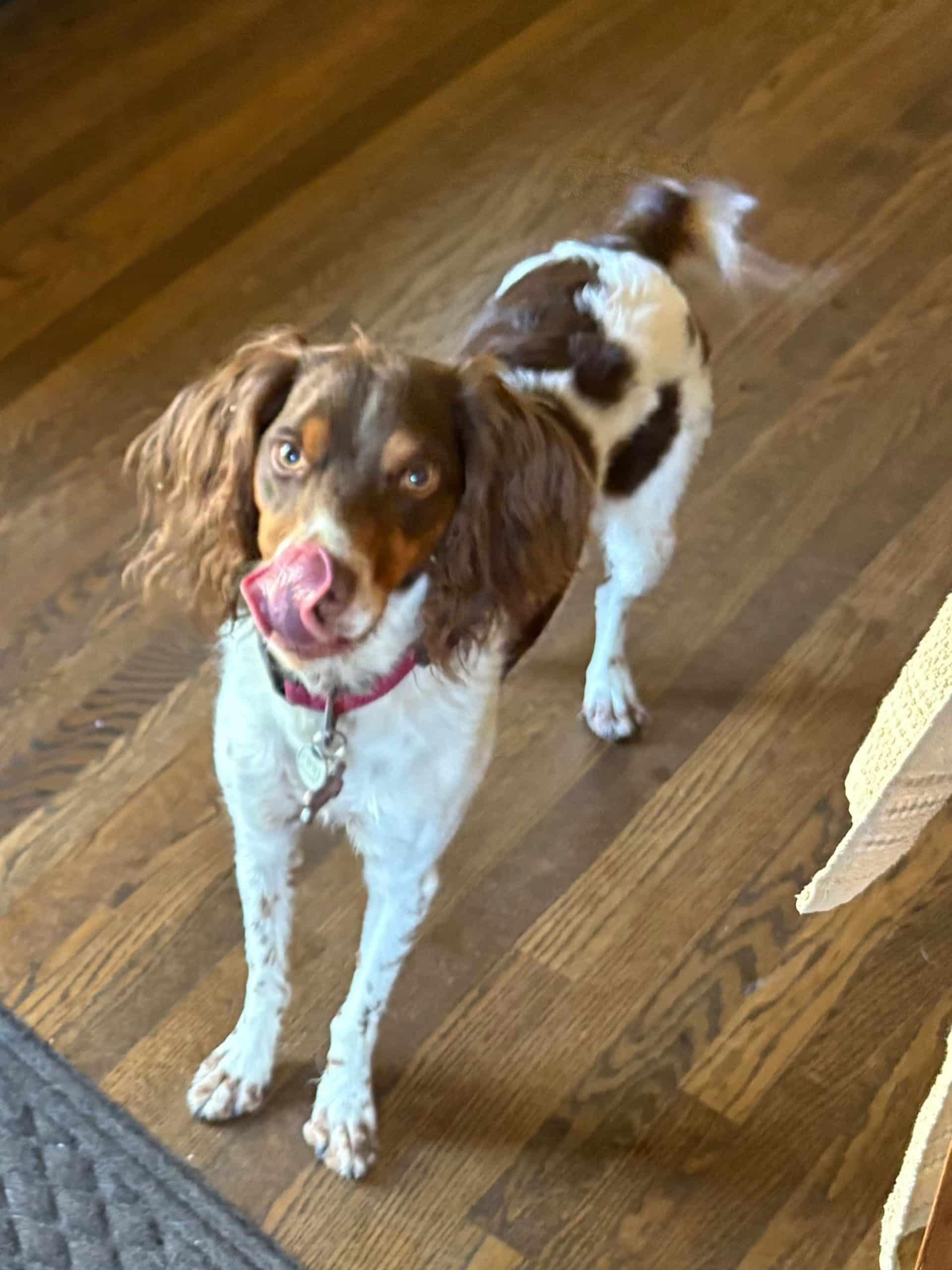 Enlarge MAIZE - 20042472 - MI, a Adopted Brittany Spaniel in Sugar Grove, IL image 2/3