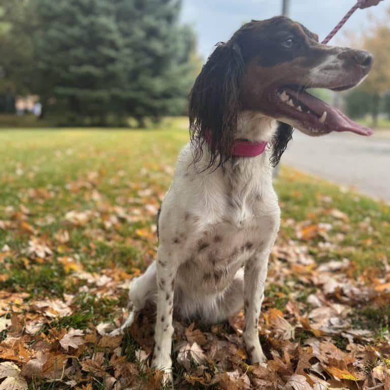 Enlarge MAIZE - 20042472 - MI, a Adopted Brittany Spaniel in Sugar Grove, IL image 3/3
