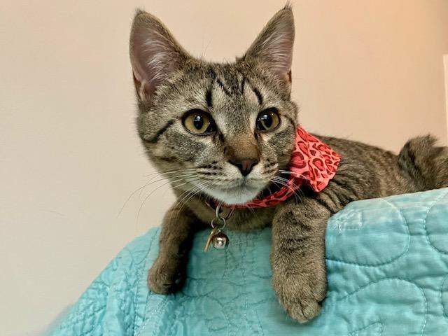 Frodo, Adoptable, Kitten Male Domestic Short Hair.