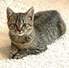 Enlarge Frodo, a Adoptable Domestic Short Hair in Charlotte, NC image 1/3