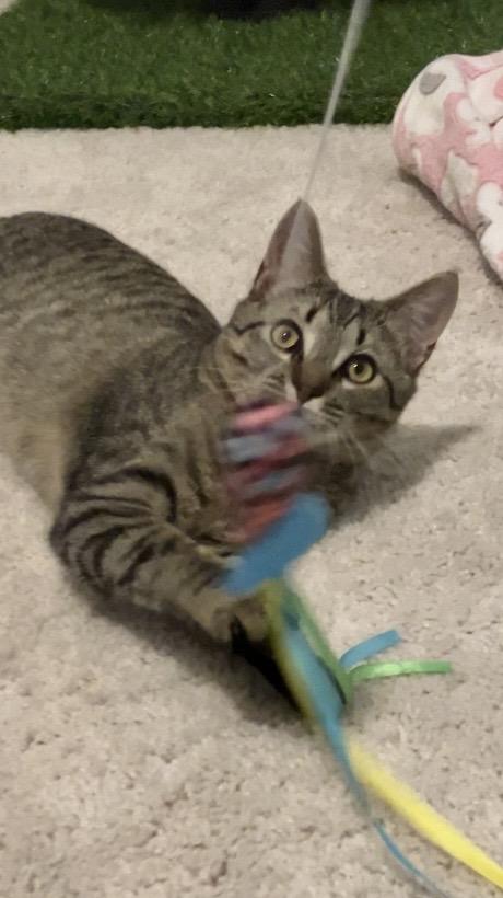 Enlarge Frodo, a Adoptable Domestic Short Hair in Charlotte, NC image 6/6