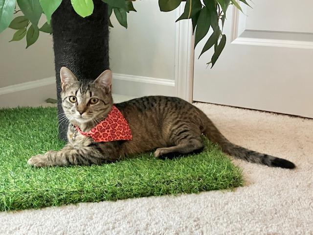 Enlarge Frodo, a Adoptable Domestic Short Hair in Charlotte, NC image 2/6