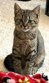 Enlarge Frodo, a Adoptable Domestic Short Hair in Charlotte, NC image 2/3