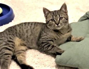 Enlarge Frodo, a Adoptable Domestic Short Hair in Charlotte, NC image 3/3