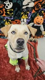 Enlarge Boomer, a ADOPTABLE Mixed Breed in Manitowoc, WI image 1/1