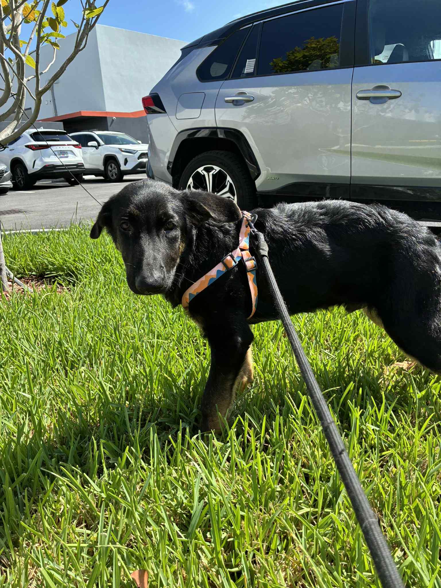 Oliver 3132, a Adopted German Shepherd Dog in Pompano Beach, FL image 1/3