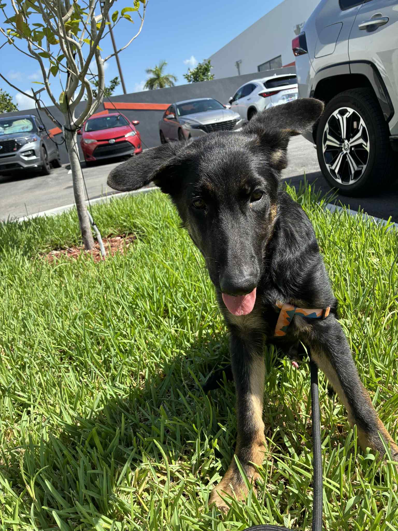 Oliver 3132, a Adopted German Shepherd Dog in Pompano Beach, FL image 2/3