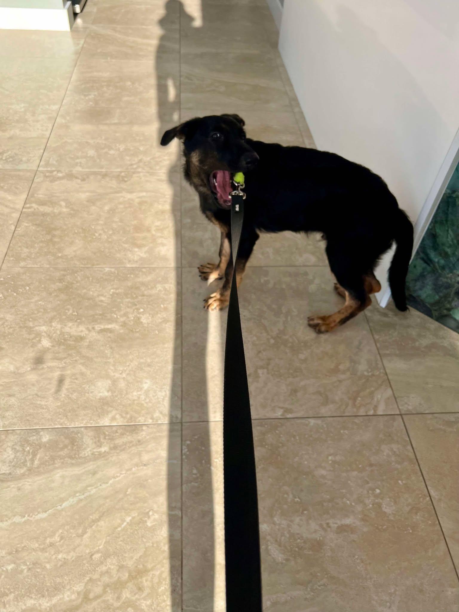 Oliver 3132, a Adopted German Shepherd Dog in Pompano Beach, FL image 3/3