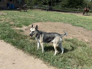 Enlarge DUCHESS - TRANSPORT AVAILABLE, a Adoptable mixed breed in Nottingham, MD image 3/6