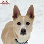 Enlarge Ellie Bella, an adopted mixed breed in Nashua, NH image 1/2