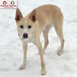 Enlarge Ellie Bella, an adopted mixed breed in Nashua, NH image 2/2