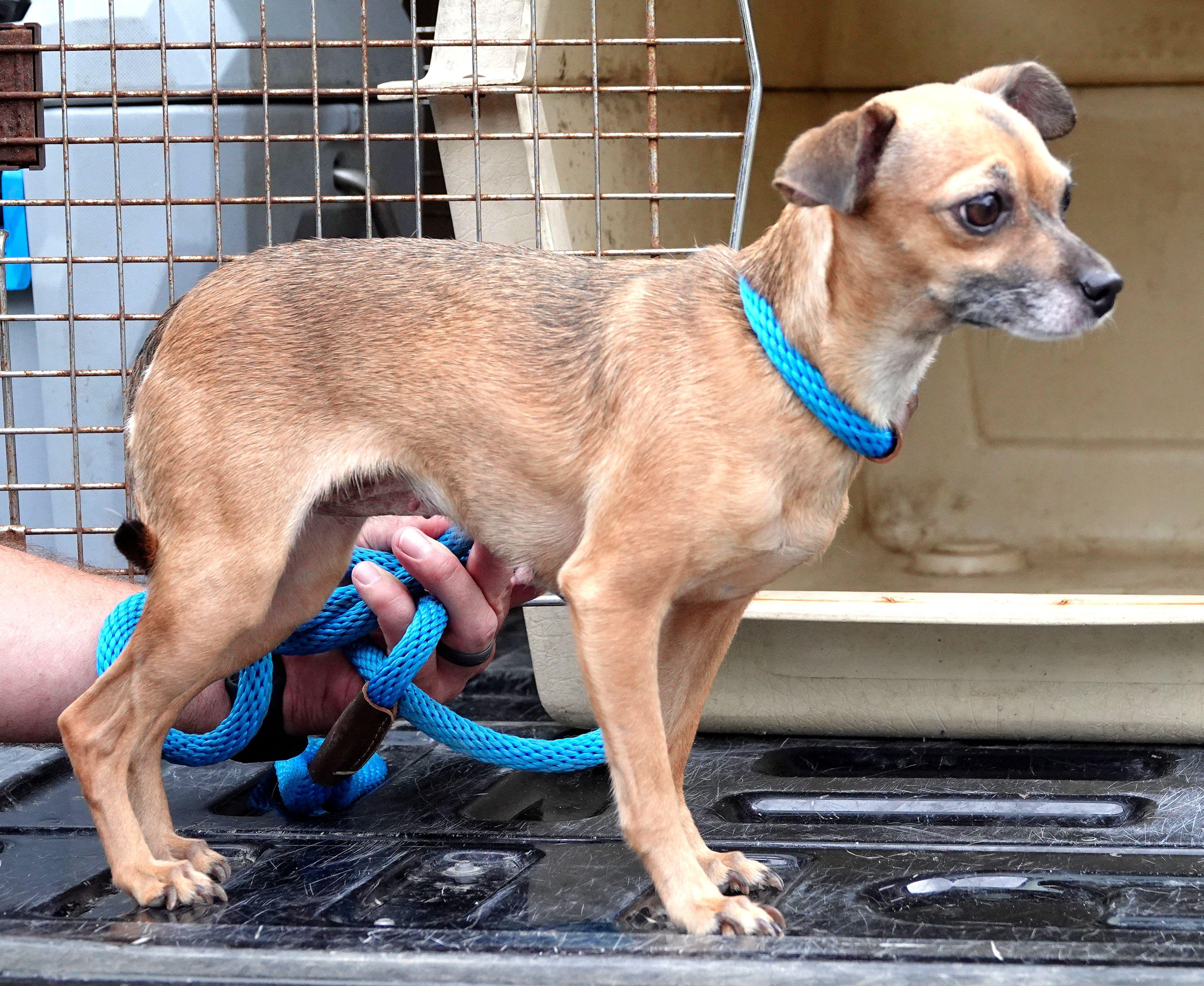 Enlarge Latte, a Adoptable Chihuahua in Millfield, OH image 3/3