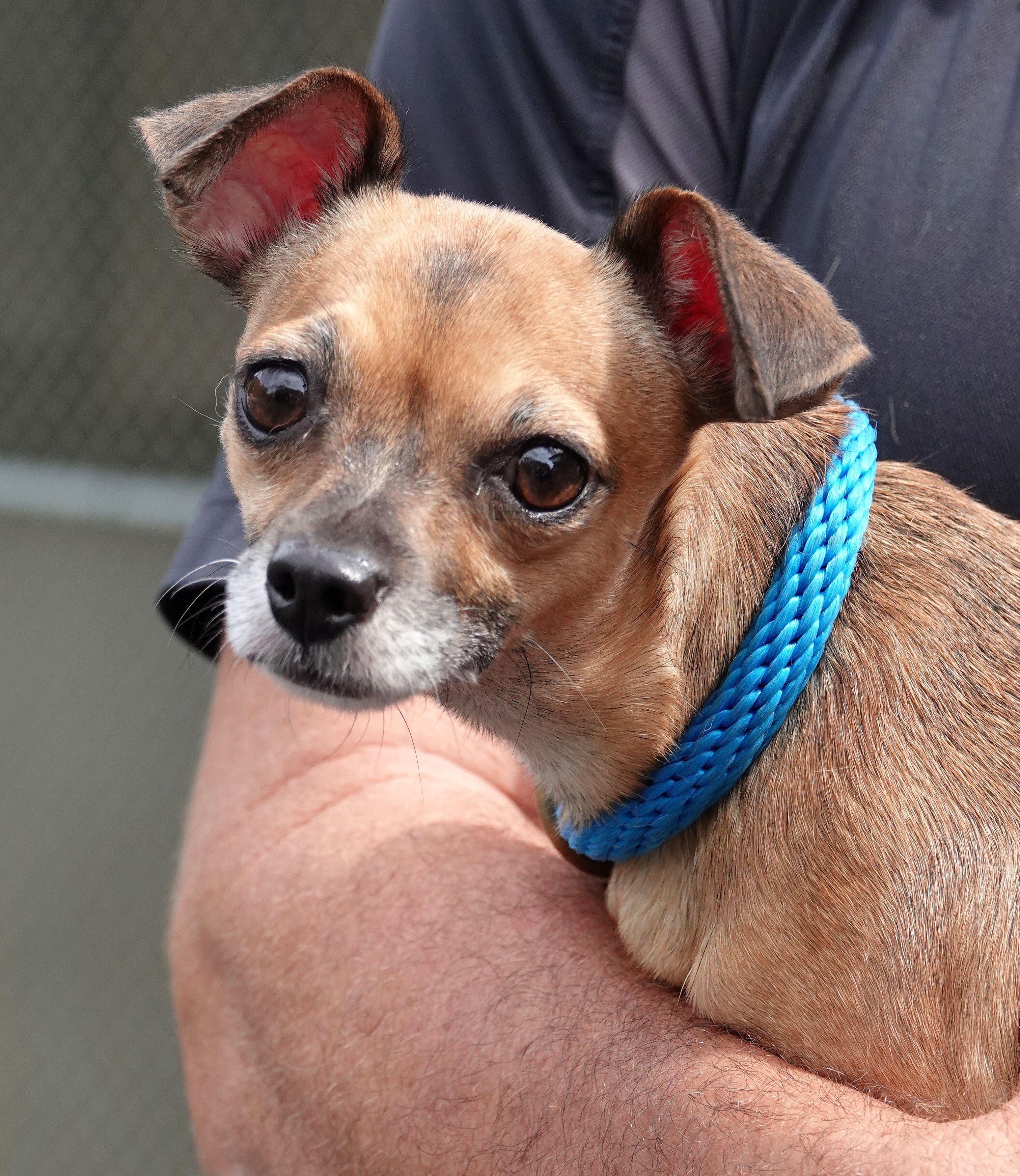 Latte, Adoptable, Senior Female Chihuahua.