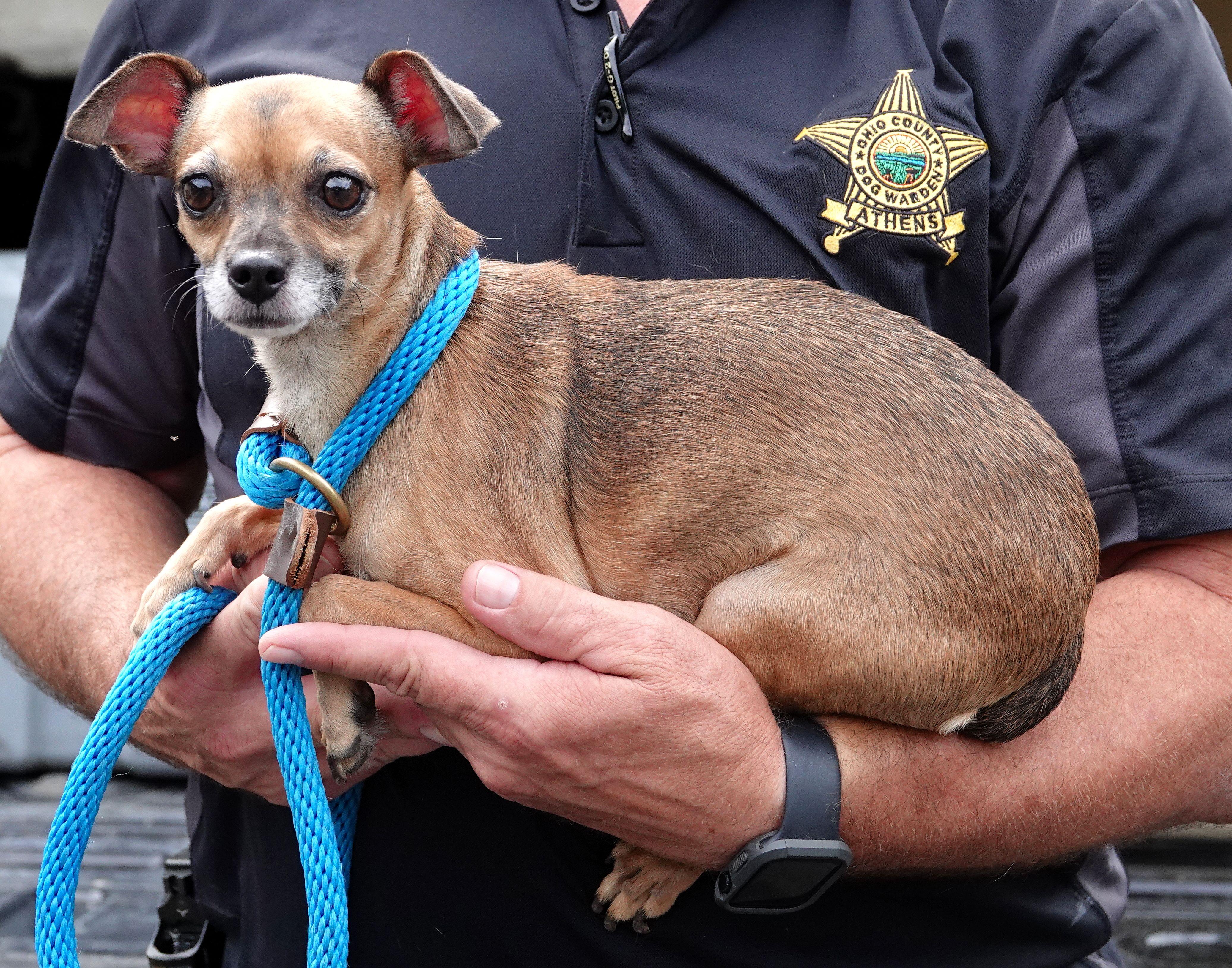 Enlarge Latte, a Adoptable Chihuahua in Millfield, OH image 2/3