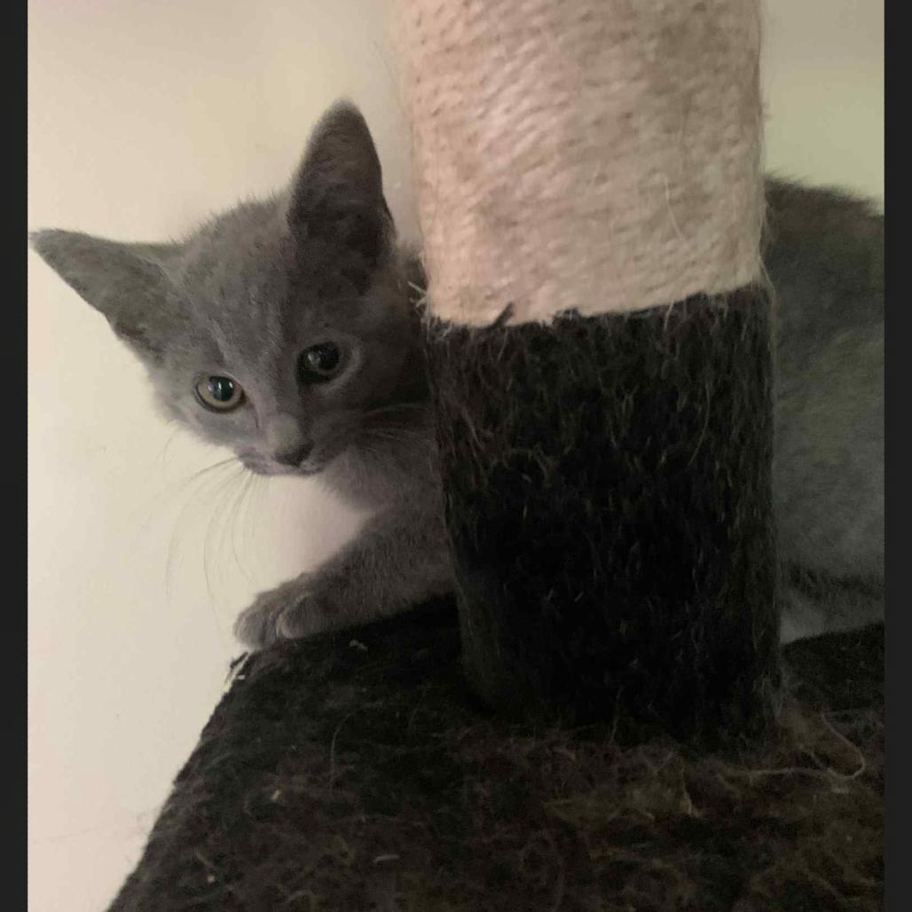 Cher, Baby Female Domestic Short Hair