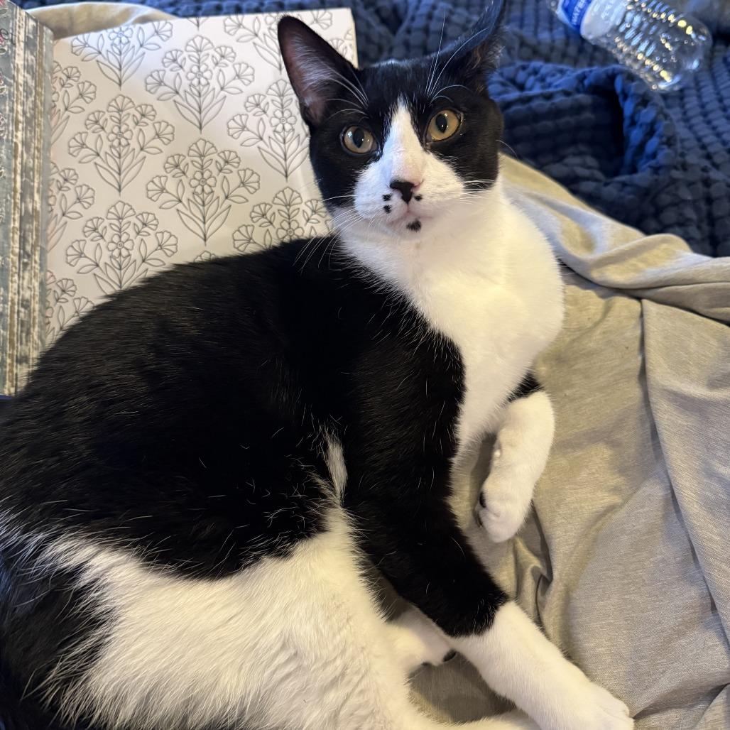 Gumbo, Adoptable, Young Female Domestic Short Hair.