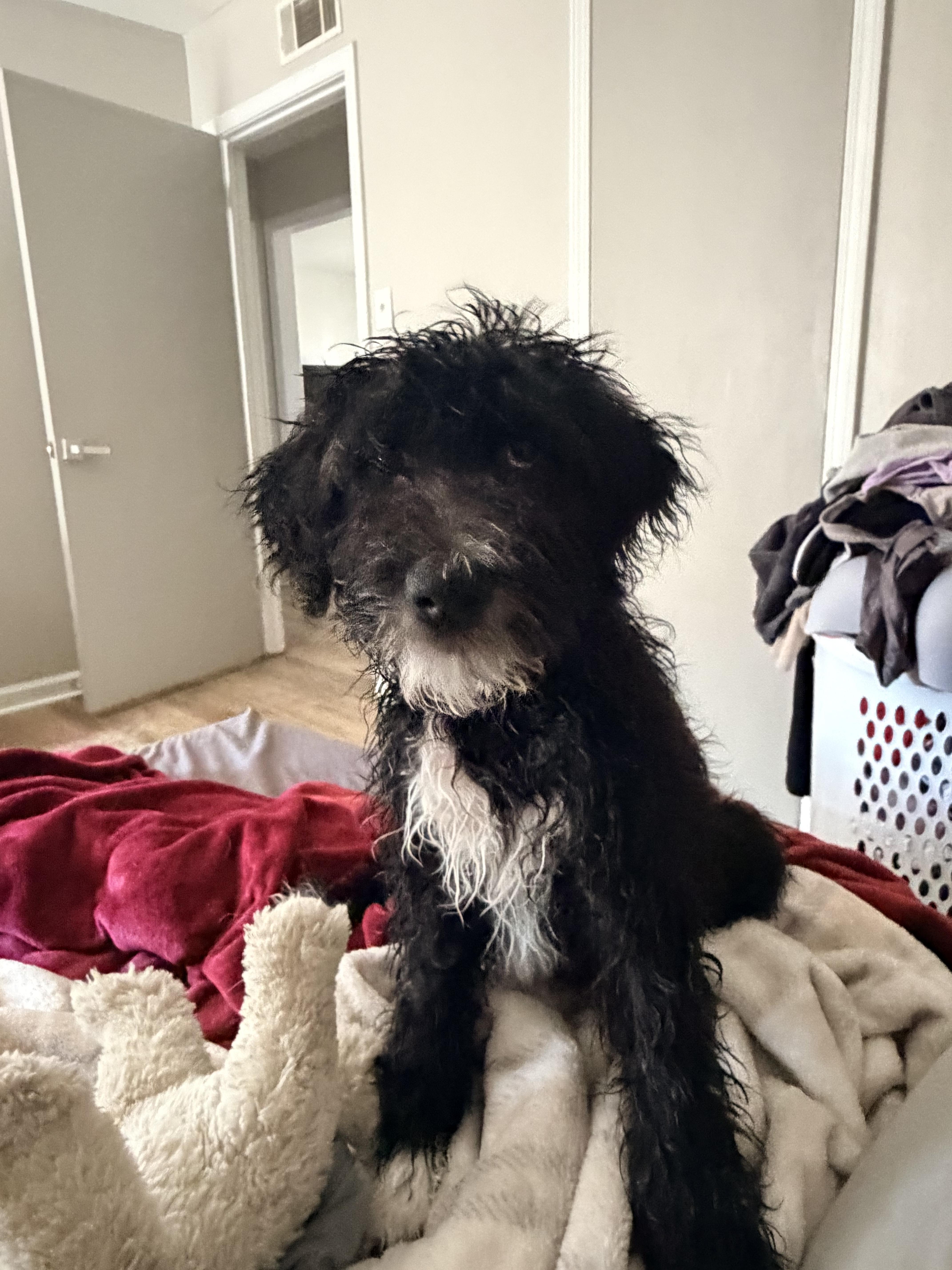 Pet Rinder Daisy - Adopted | Petfinder