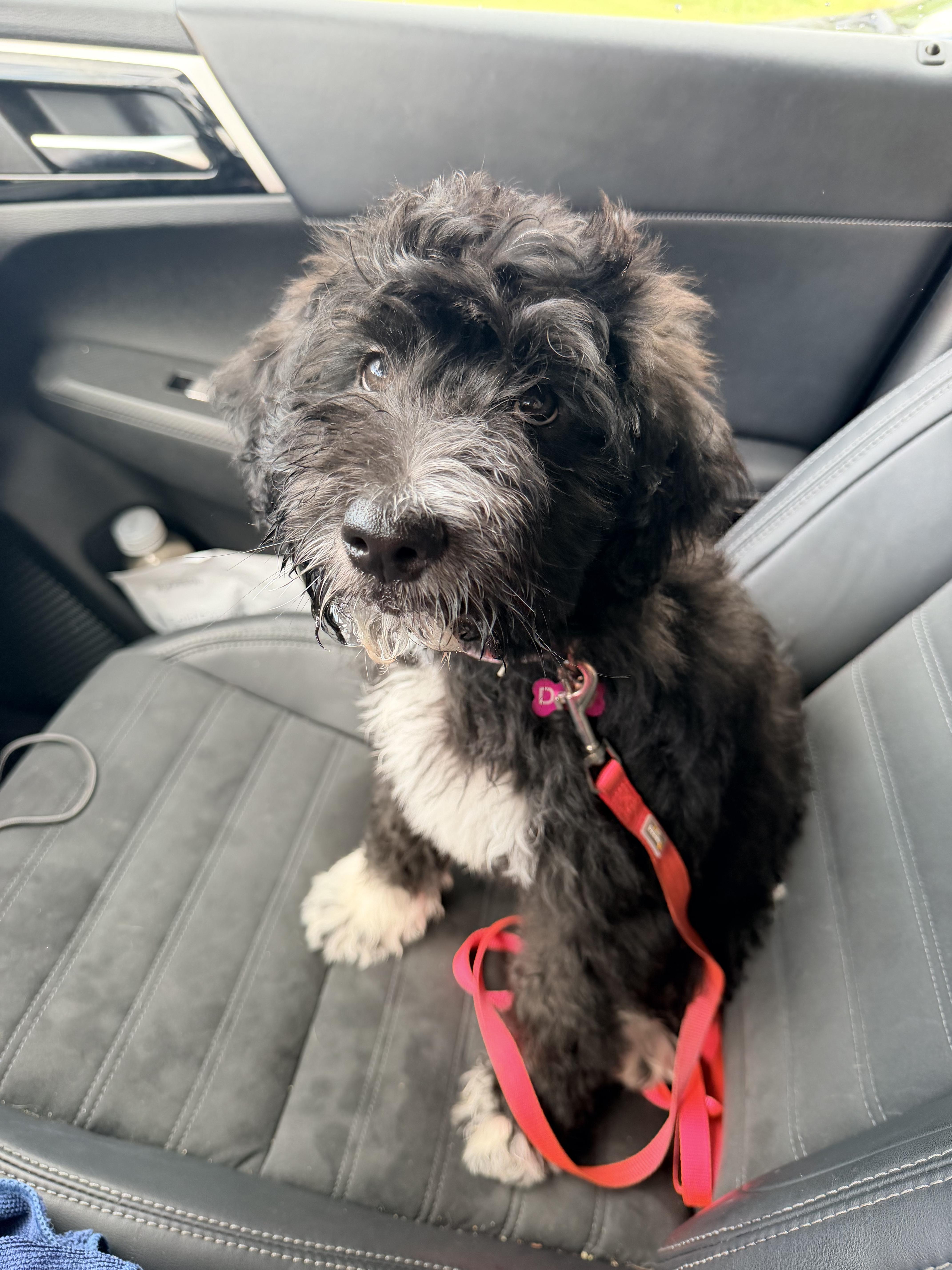 Pet Rinder Daisy - Adopted | Petfinder