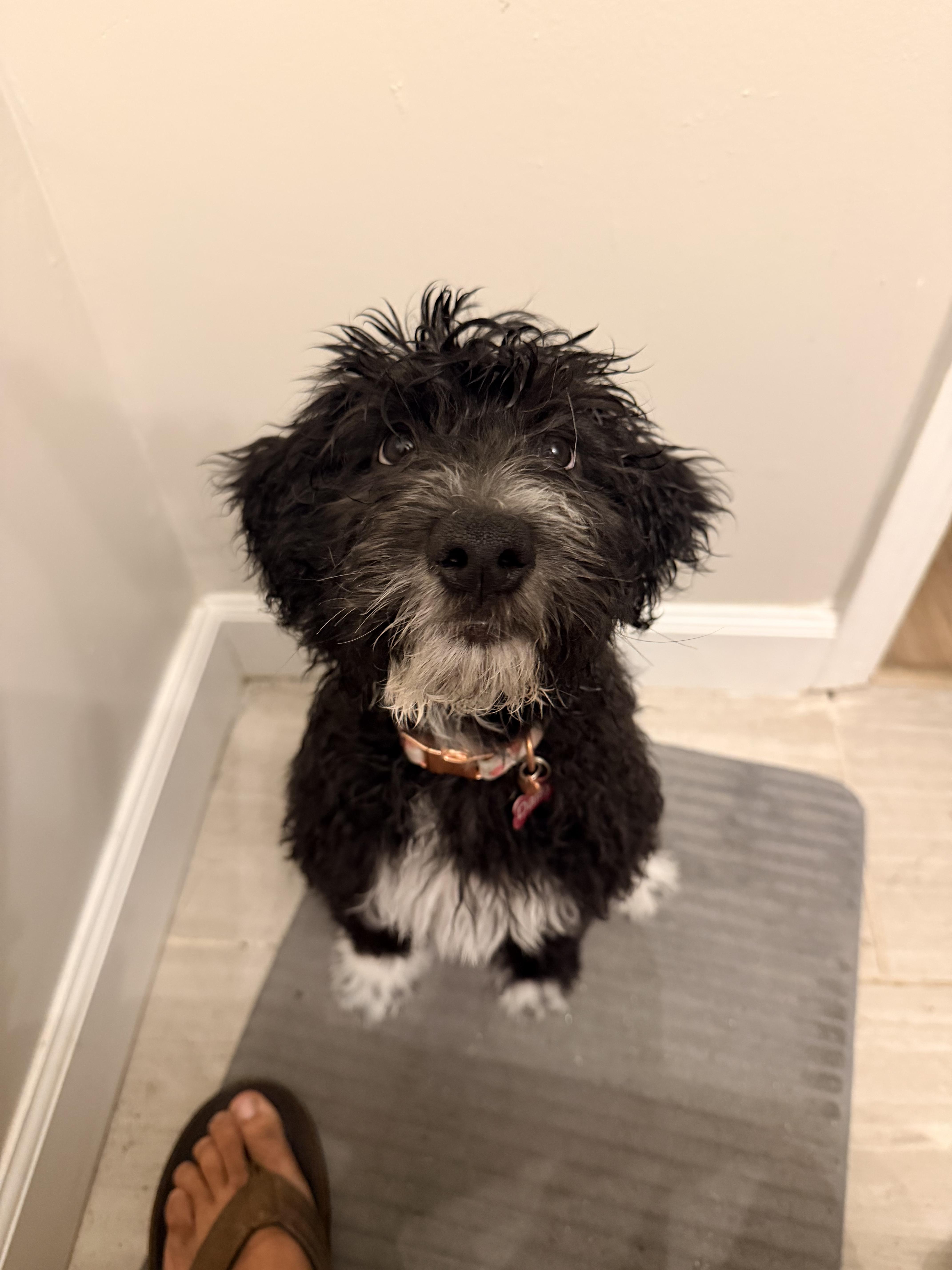 Pet Rinder Daisy - Adopted | Petfinder