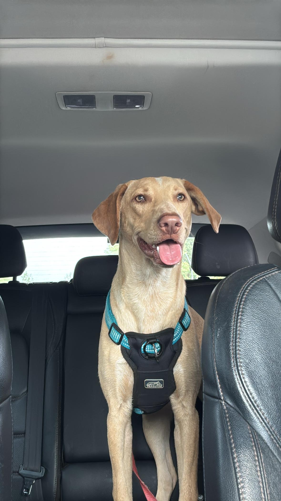 Dudley, a Adoptable mixed breed in Sammamish, WA image 3/6