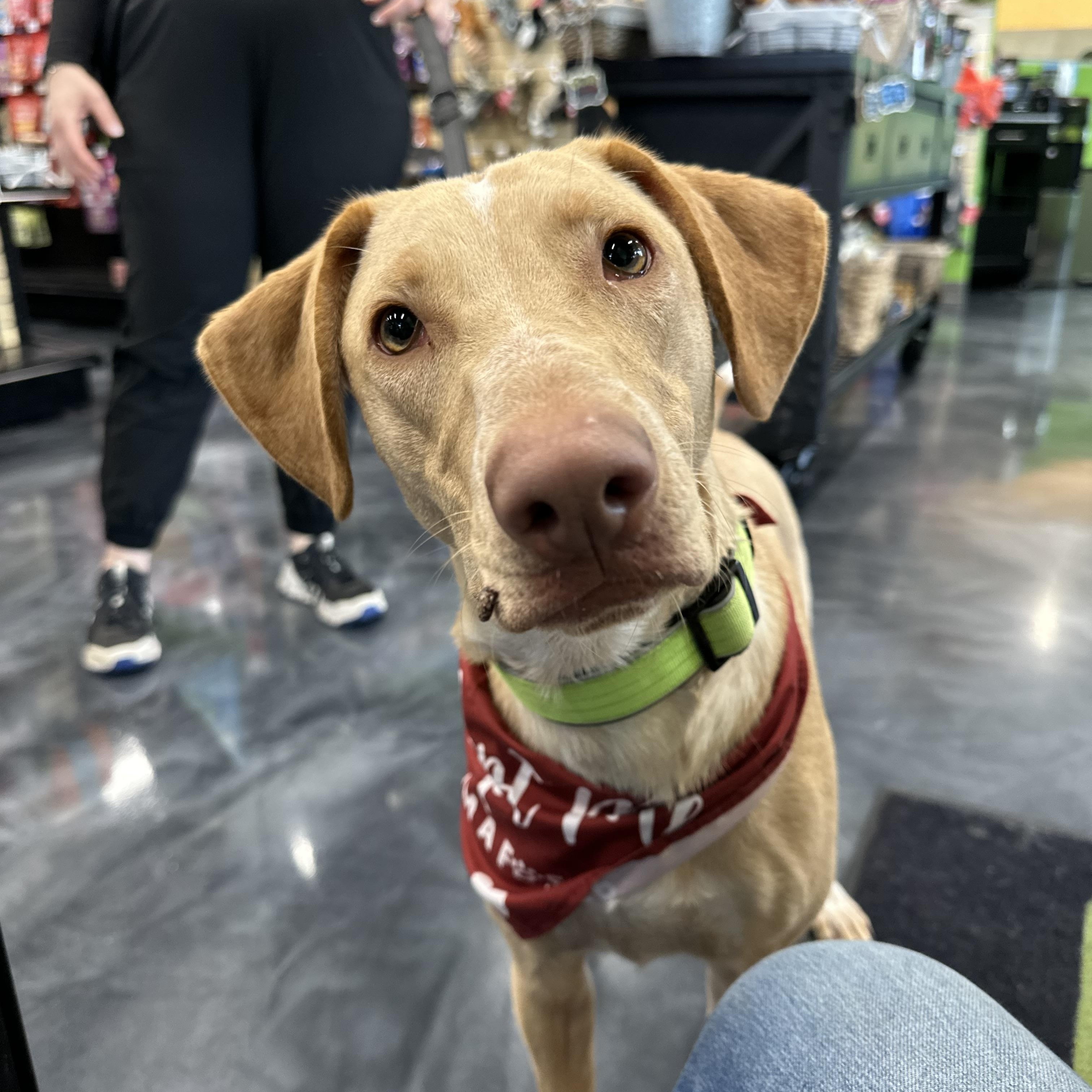 Dudley, a Adoptable mixed breed in Sammamish, WA image 1/6