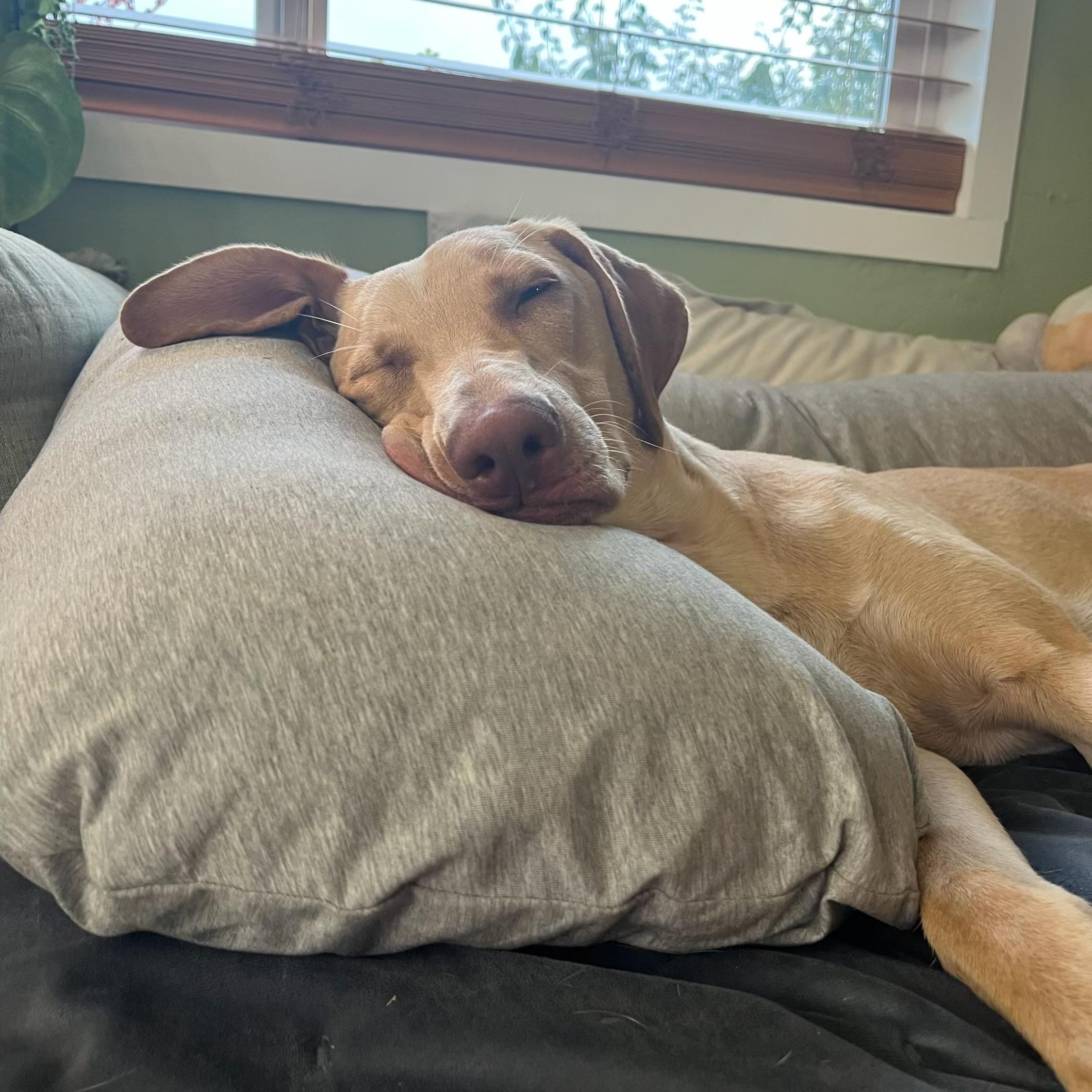 Dudley, a Adoptable mixed breed in Sammamish, WA image 5/6