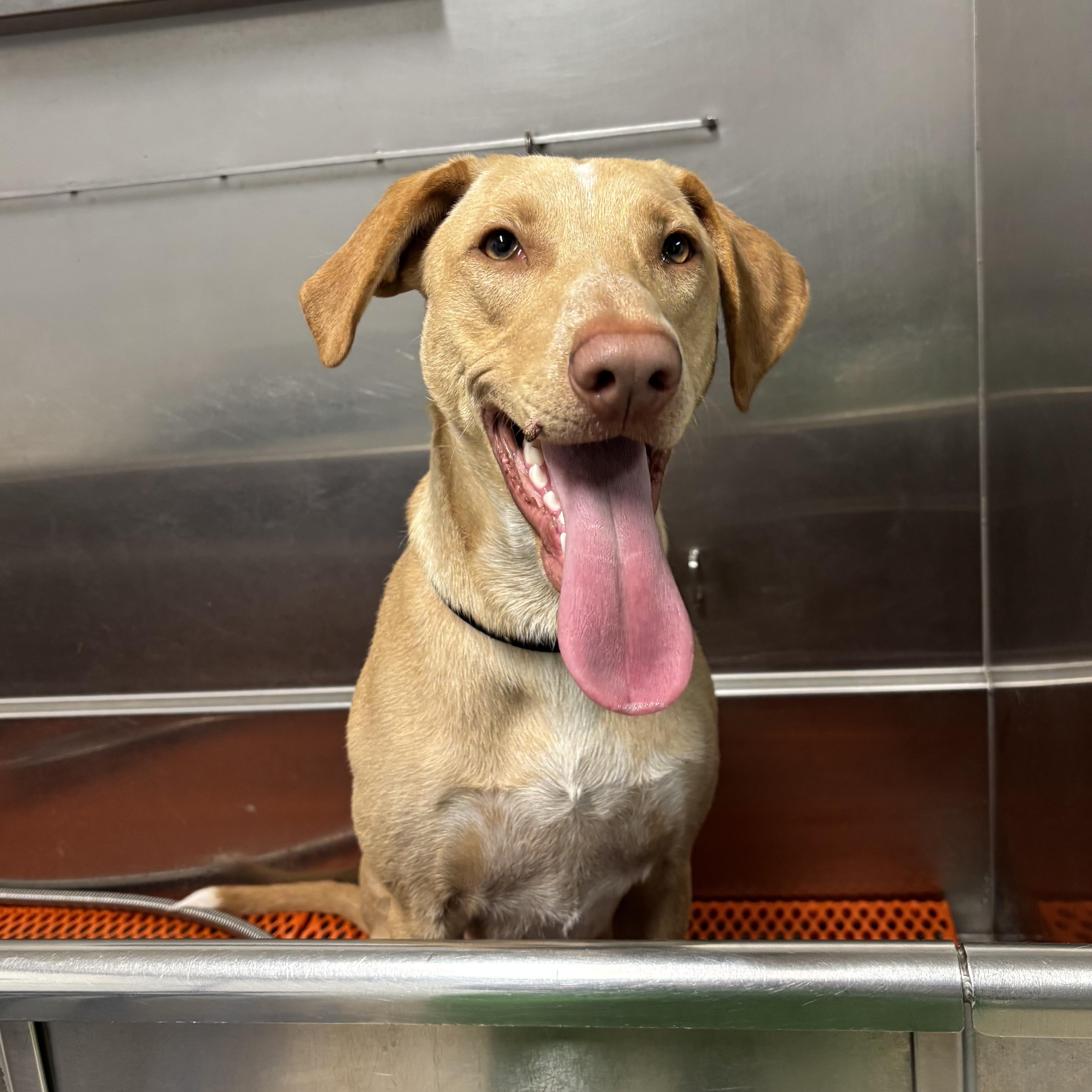 Dudley, a Adoptable mixed breed in Sammamish, WA image 2/6