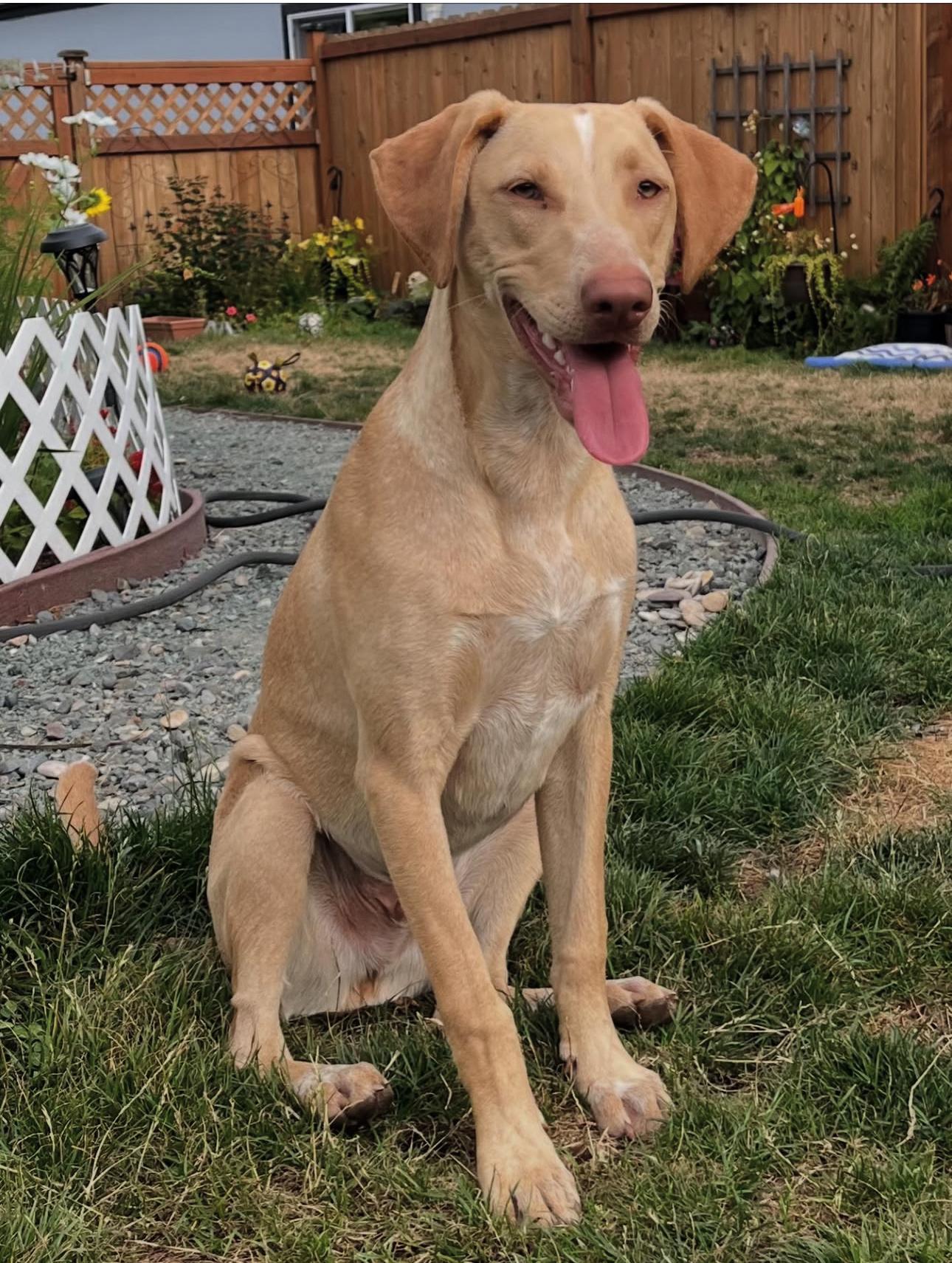 Dudley, a Adoptable mixed breed in Sammamish, WA image 4/6