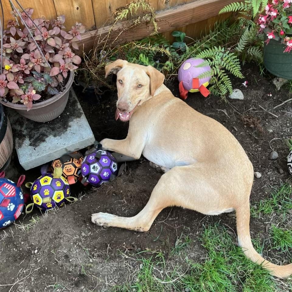 Dudley, a Adoptable mixed breed in Sammamish, WA image 6/6