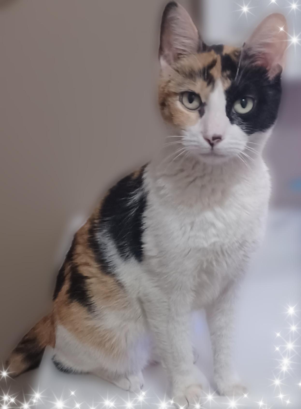 Enlarge Julia, an adoptable Calico in Scottsdale, AZ image 2/4