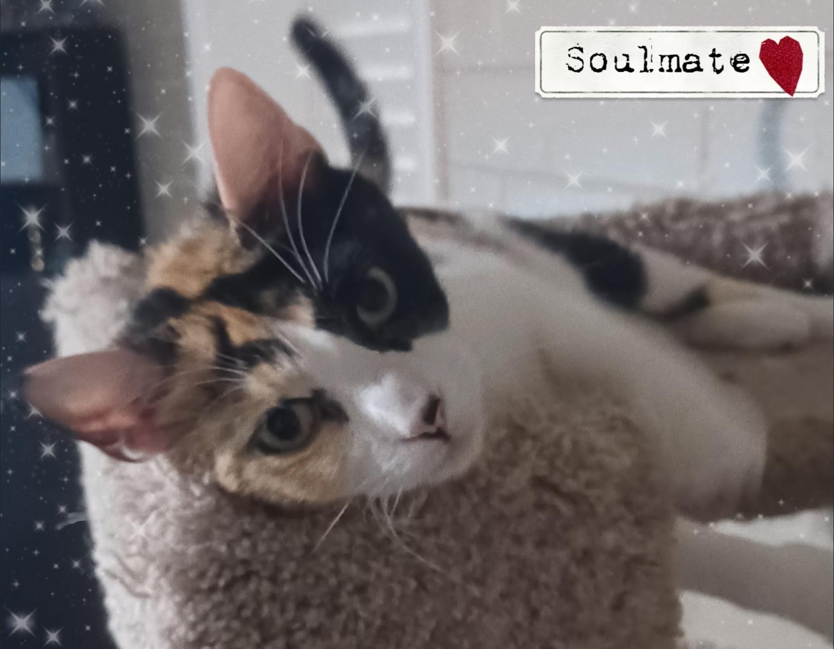 Enlarge Julia, an adoptable Calico in Scottsdale, AZ image 3/4