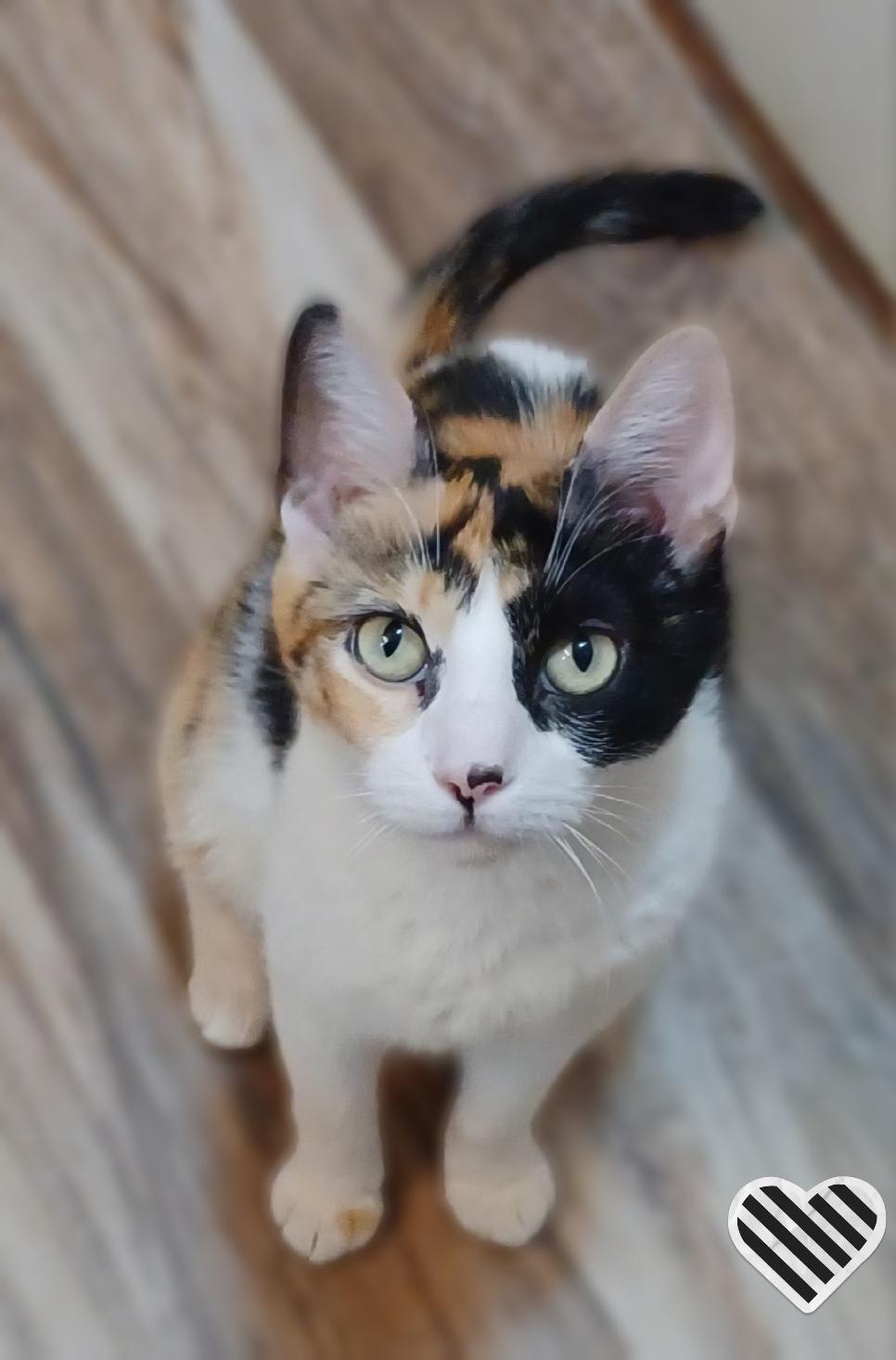 Julia, adoptable, Adult Female Calico.