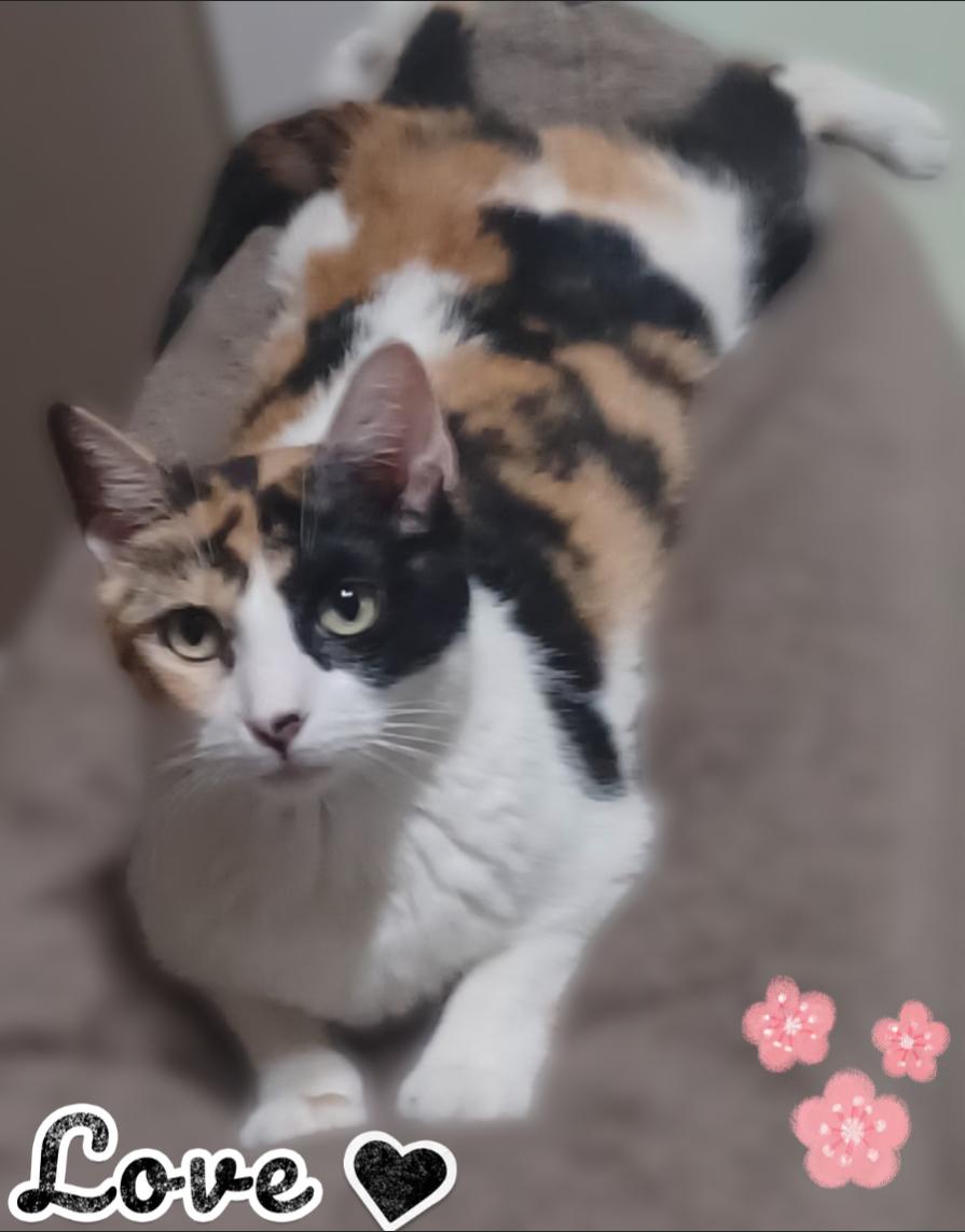 Enlarge Julia, an adoptable Calico in Scottsdale, AZ image 4/4