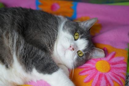 Sprinkles, a Adoptable Domestic Short Hair in Coon Rapids, MN image 1/3