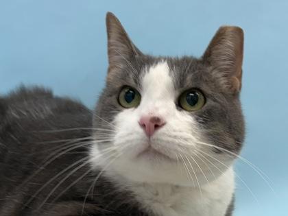 Sprinkles, Adoptable, Adult Female Domestic Short Hair & Domestic Short Hair.