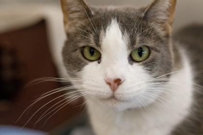 Sprinkles, a Adoptable Domestic Short Hair in Coon Rapids, MN image 3/3