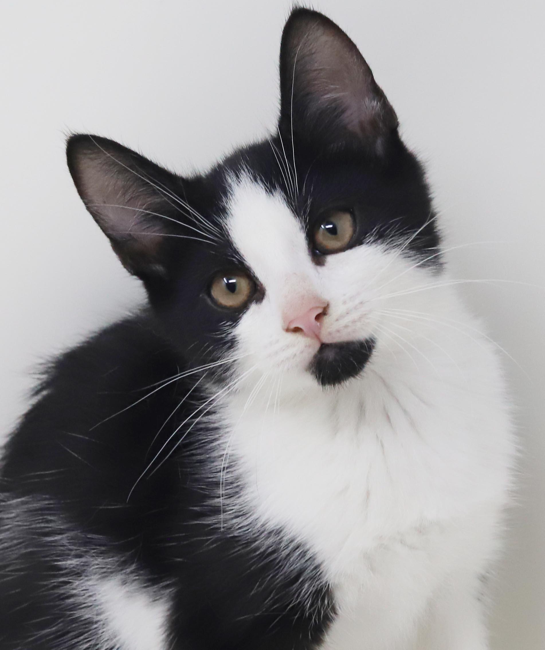 Mini is happy chirpy fun - What a mush - TINY and perfect, Adoptable, Kitten Male Tuxedo.