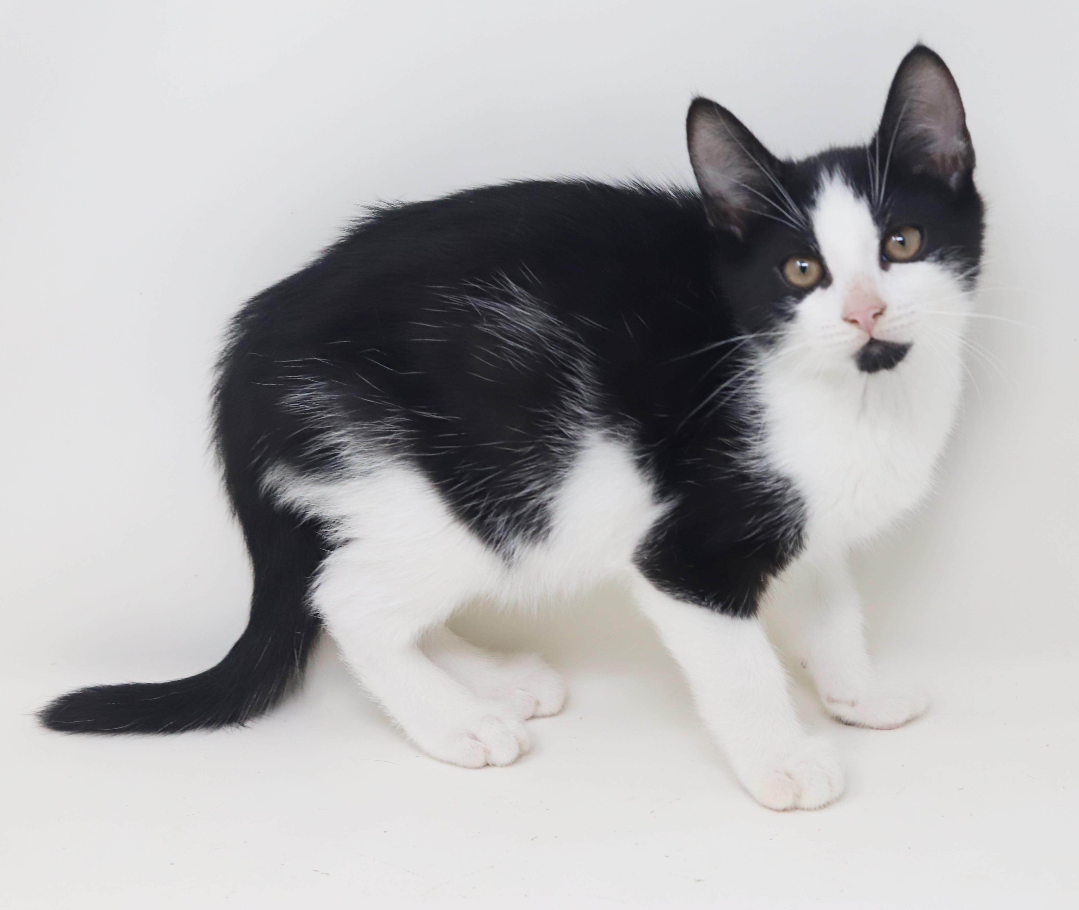 Enlarge Mini is happy chirpy fun - What a mush - TINY and perfect, a Adoptable Tuxedo in Bedford Hills, NY image 3/6