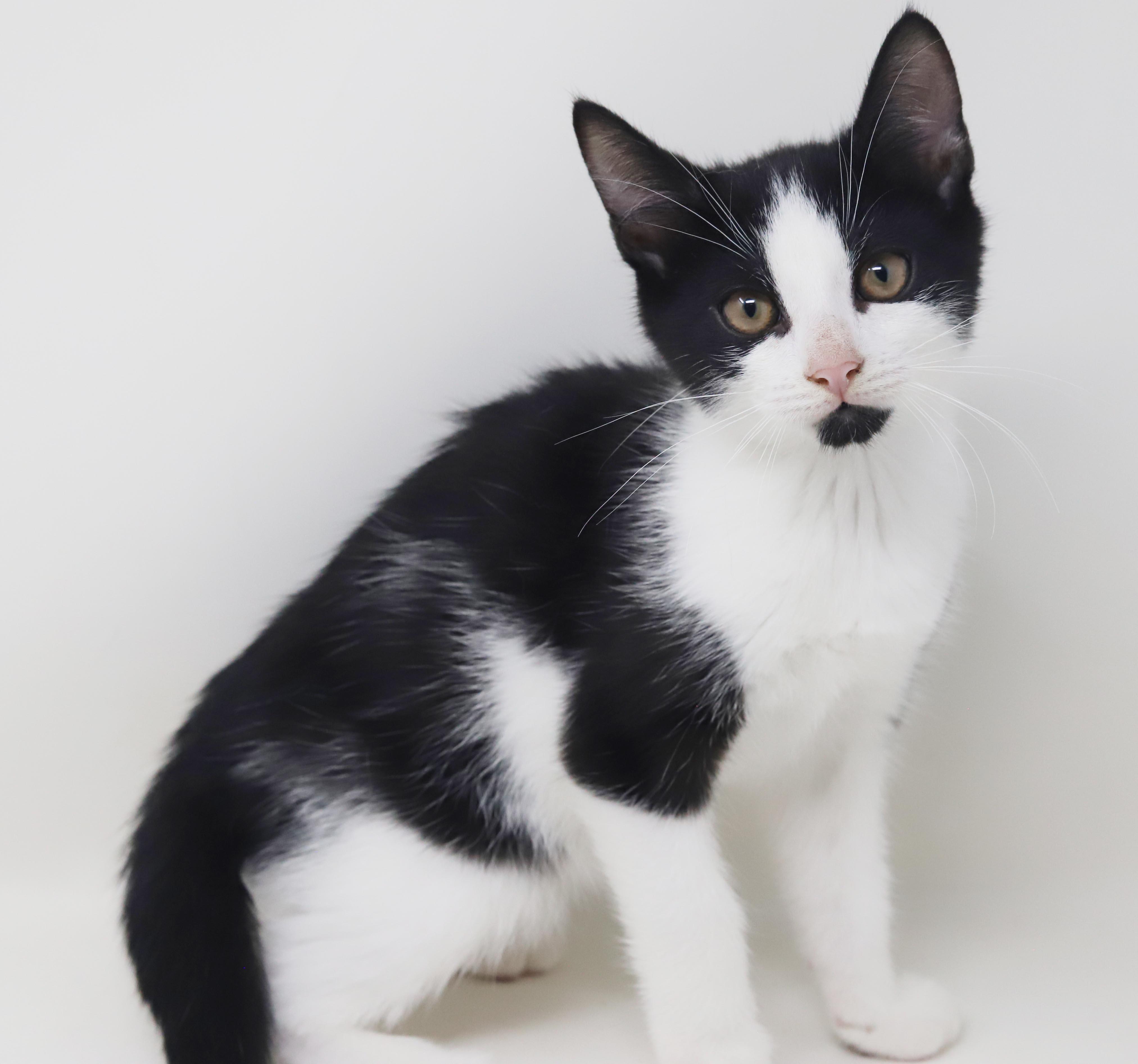 Enlarge Mini is happy chirpy fun - What a mush - TINY and perfect, a Adoptable Tuxedo in Bedford Hills, NY image 2/6
