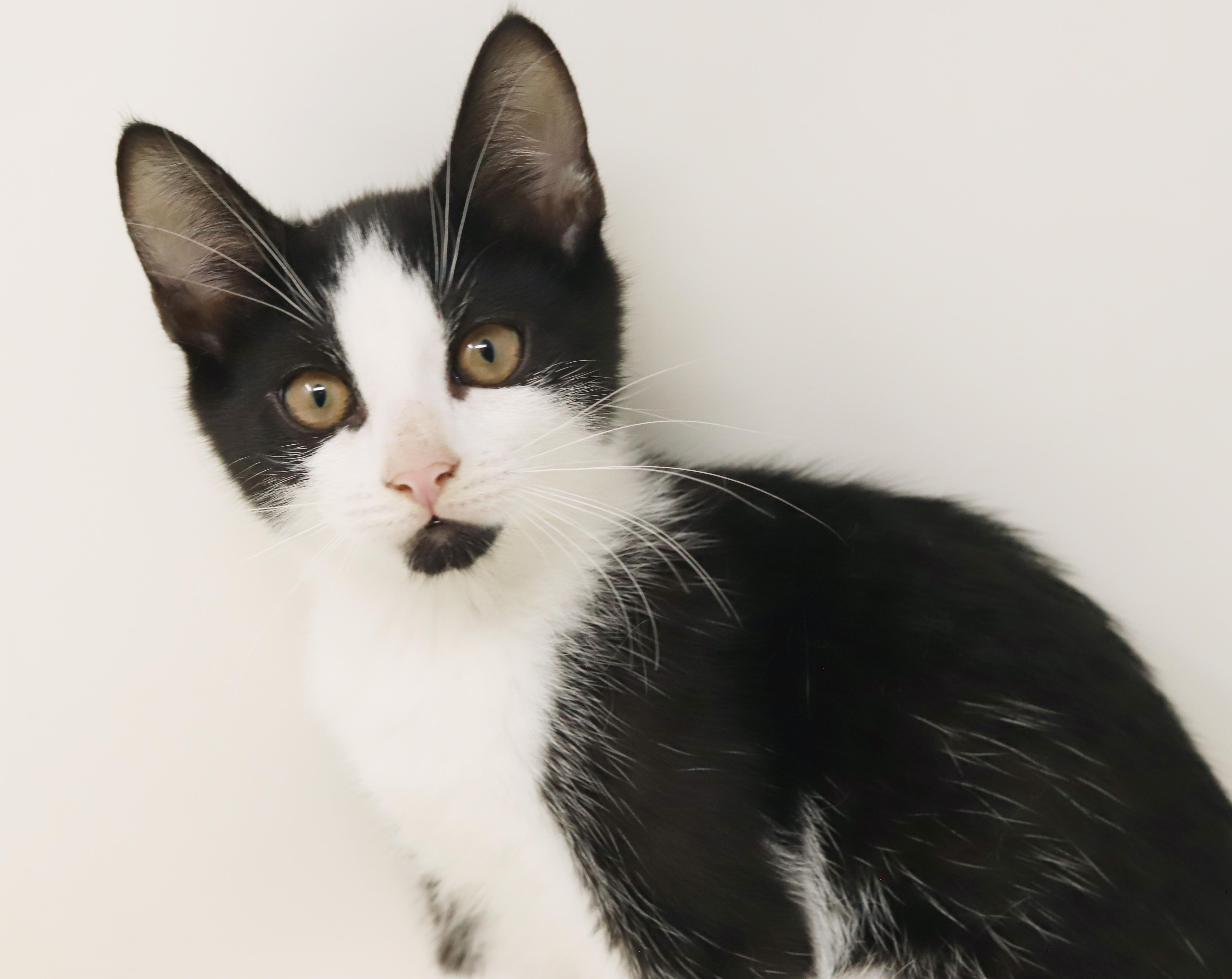 Enlarge Mini is happy chirpy fun - What a mush - TINY and perfect, a Adoptable Tuxedo in Bedford Hills, NY image 6/6