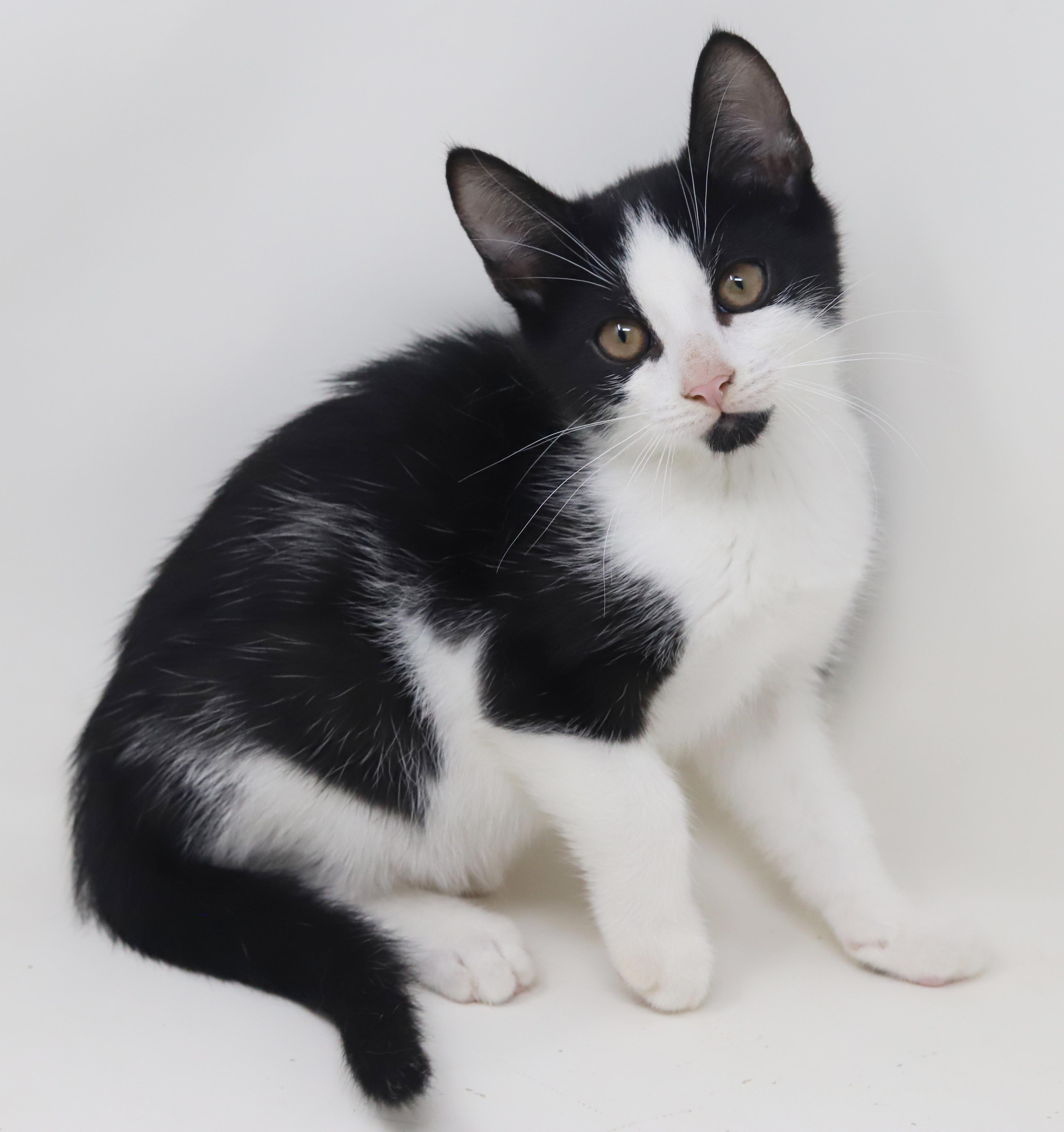 Enlarge Mini is happy chirpy fun - What a mush - TINY and perfect, a Adoptable Tuxedo in Bedford Hills, NY image 5/6
