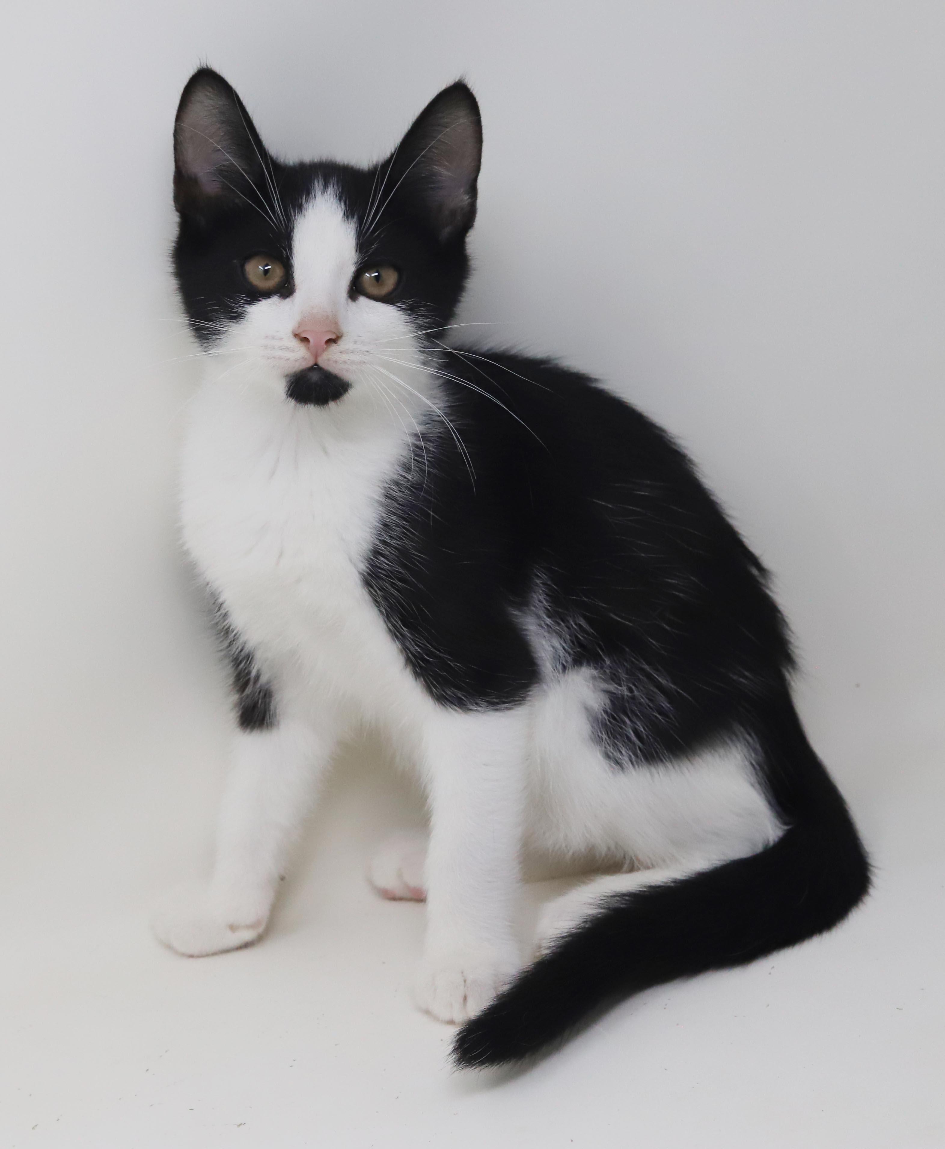 Enlarge Mini is happy chirpy fun - What a mush - TINY and perfect, a Adoptable Tuxedo in Bedford Hills, NY image 4/6