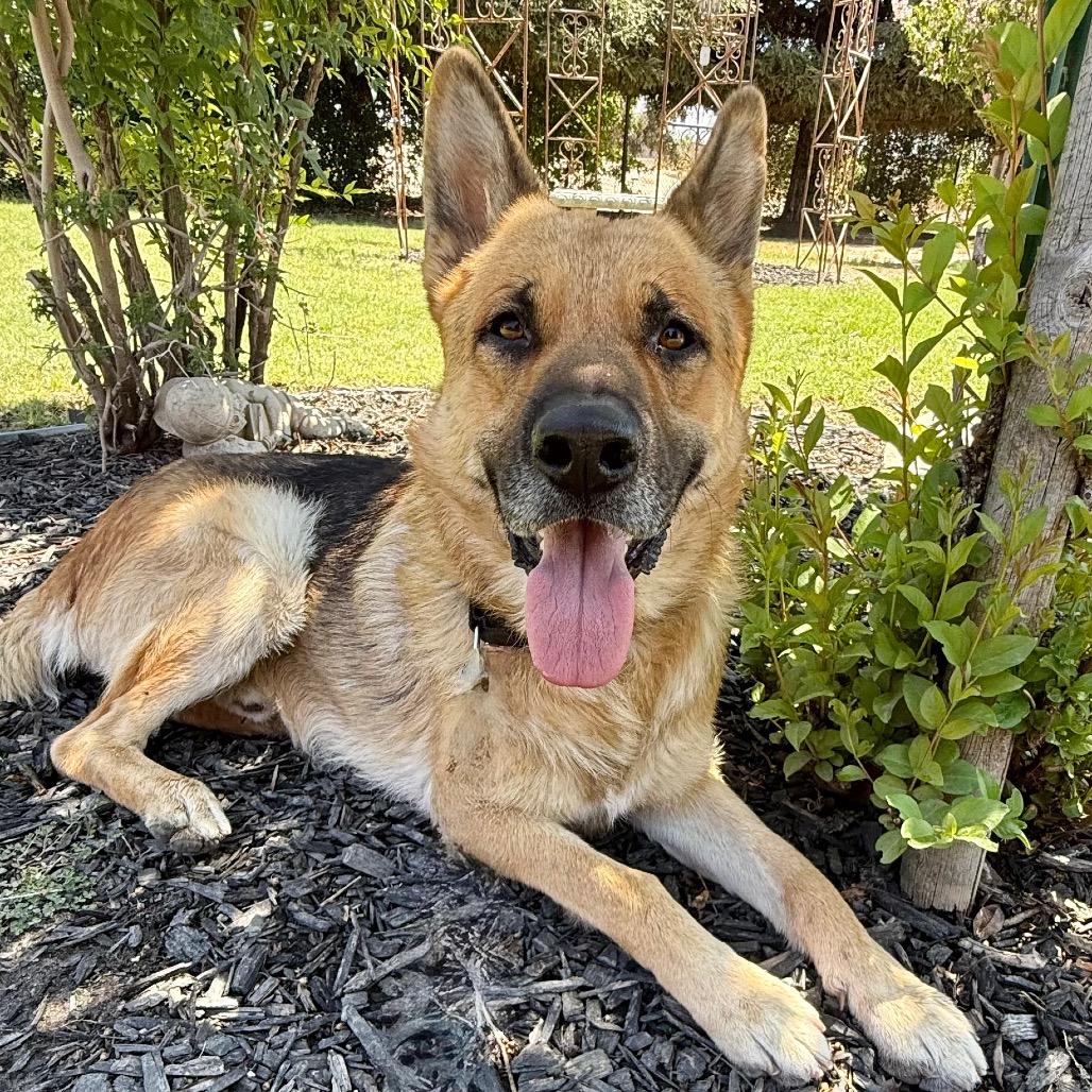 Ceasar, Adoptable, Adult Male German Shepherd Dog.
