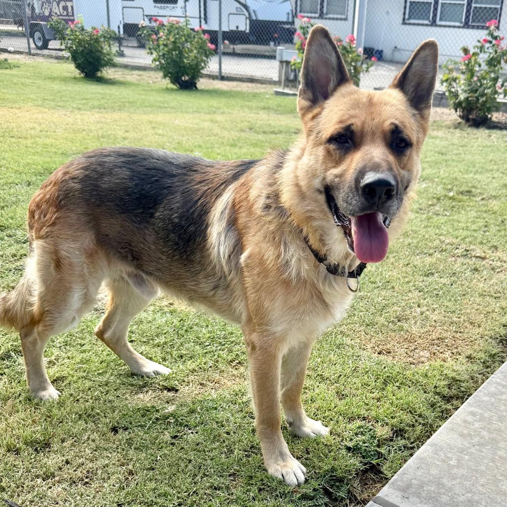 Enlarge Ceasar, a Adoptable German Shepherd Dog in Fresno, CA image 2/6