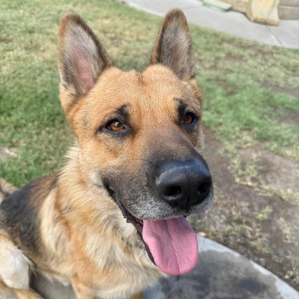 Enlarge Ceasar, a Adoptable German Shepherd Dog in Fresno, CA image 3/6
