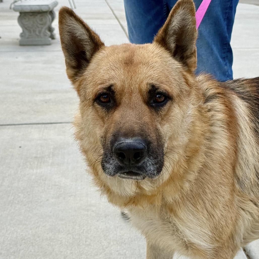 Enlarge Ceasar, a Adoptable German Shepherd Dog in Fresno, CA image 4/6